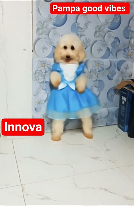 Pampa good vibes lang po 😊 #ilokano #funny #hiluxdog #ytshorts #dog #funny #innovadog