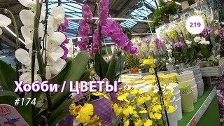 219#174 / Хобби Цветы / 10.2019 - OBI. ФУДСИТИ (ТЁПЛЫЙ СТАН. МОСКВА). ОБЗОР