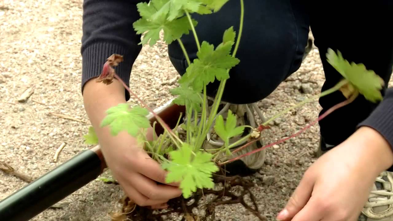 Perennojen jakaminen