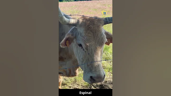 Glimpse from Camino Frances 14 - Espinal - Camino ...