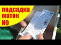 Как подсадить ДОРОГИХ маток пчел ИСКУСТВЕНОГО ОСЕМЕНЕНИЯ Карника. Подсадка пчелиной матки