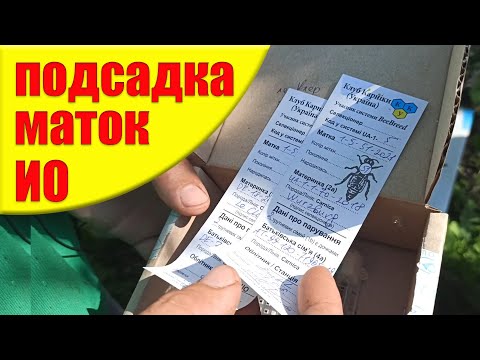 Видео: Как подсадить ДОРОГИХ маток пчел ИСКУСТВЕНОГО ОСЕМЕНЕНИЯ Карника. Подсадка пчелиной матки