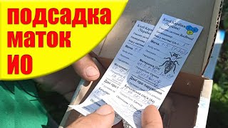 Как подсадить ДОРОГИХ маток пчел ИСКУСТВЕНОГО ОСЕМЕНЕНИЯ Карника. Подсадка пчелиной матки