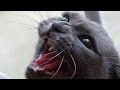 An Orange County Housewife's Angry Russian Blue の動画、YouTube動画。