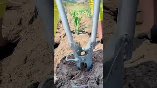 Transplantation de semis de maïs : Une technique agricole ancienne et efficace