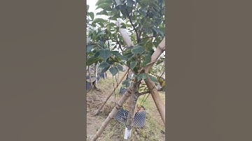 Hồng tứ quý cây tại vườn bác nào sưu tầm alo em 097 699 8405