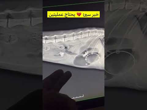 خبر سي بينقوو اكسبلور  ترند