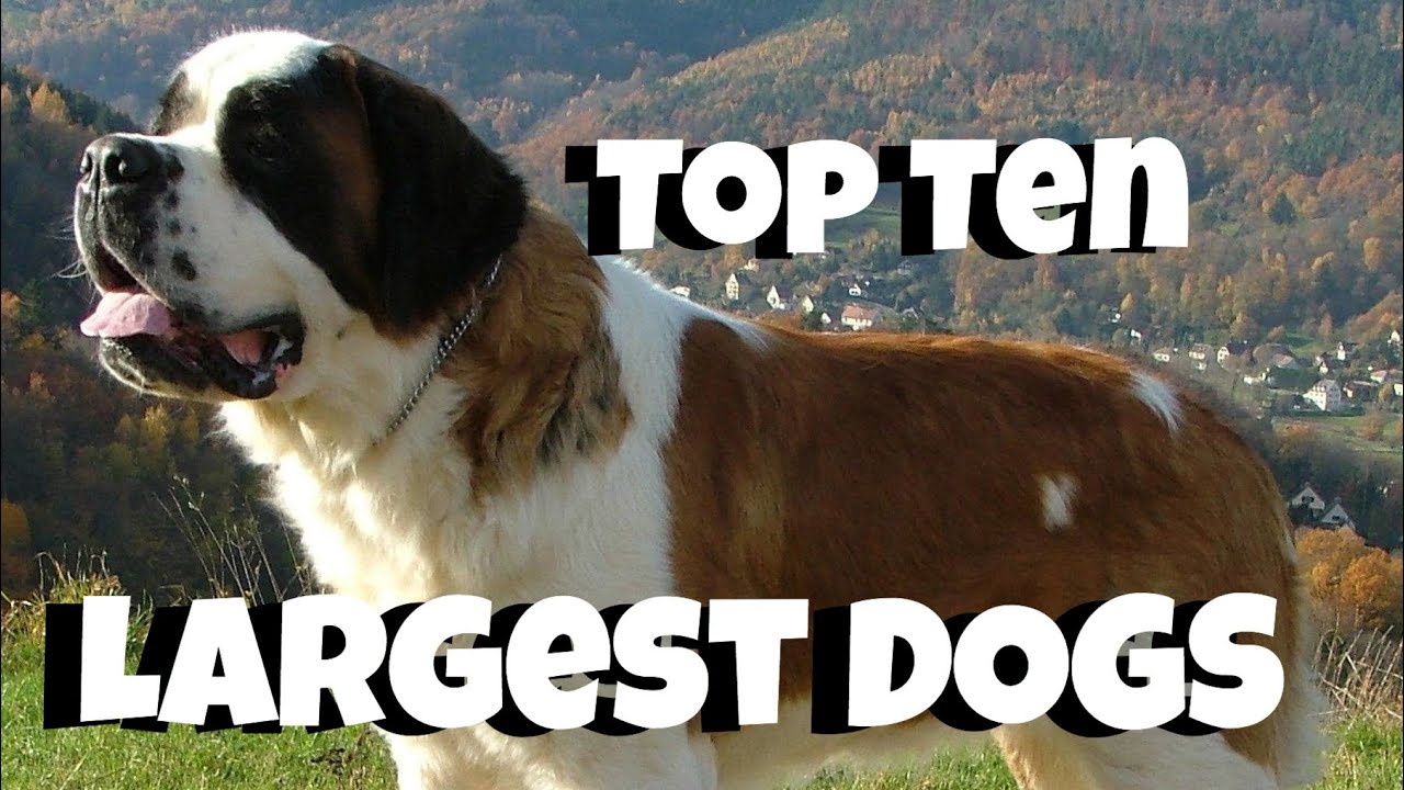 Top Ten Largest Dog Breeds Dog Encyclopedia Youtube