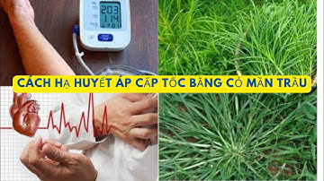 Cách sử dụng cỏ mần trầu chữa cao huyết áp | betel nut plant | Pill Khoẻ Đẹp