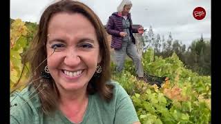 Recorriendo el Valle del Itata: Guarilihue, vendimia y viñateros.