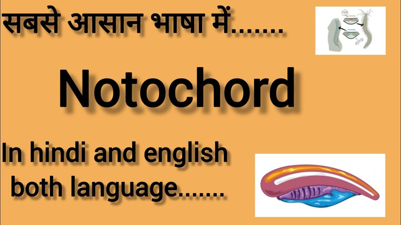 notochord-in-hindi-and-english-biology-chordates-and-non