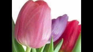 Tulips Are Better By Atreyu ((Lyrics))