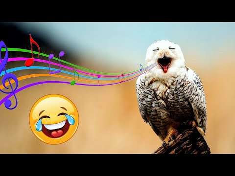 Video: Ar pelėdos yra kvaili paukščiai?