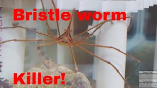 arrow crab eating bristle worms