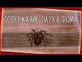 КАК СОДЕРЖТЬ ПАУКА ПТИЦЕЕДА В ДОМАШНИХ УСЛОВИЙ?