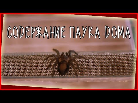 КАК СОДЕРЖТЬ ПАУКА ПТИЦЕЕДА В ДОМАШНИХ УСЛОВИЙ?