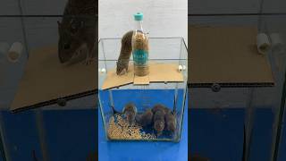 Great Homemade Mouse Trap Idea From A Glass Tank And Cardboard #Rat #Rattrap #Mousetrap #Shorts