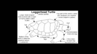Loggerhead Turtle Anatomy