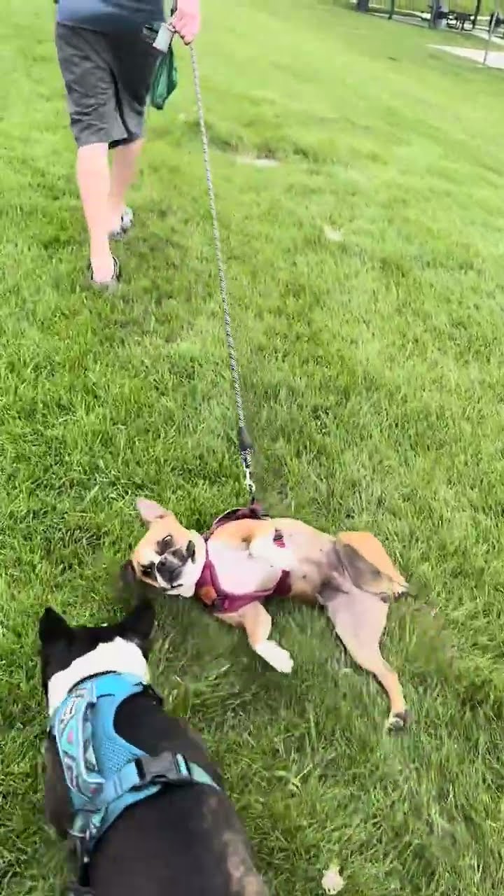 Dog Slides Across Grass With Harness || ViralHog