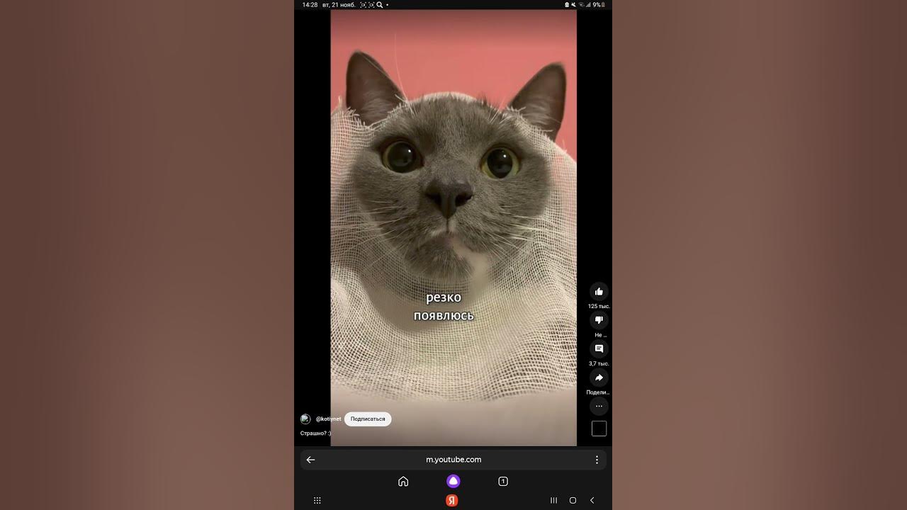Школа котиков - YouTube