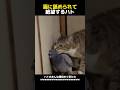 猫に舐められて絶望するハト