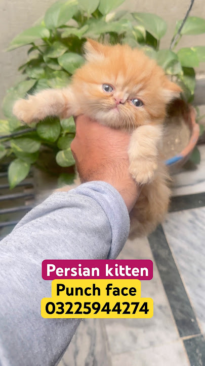 Soft & Cute Persian Kitten (Near Peke Face)