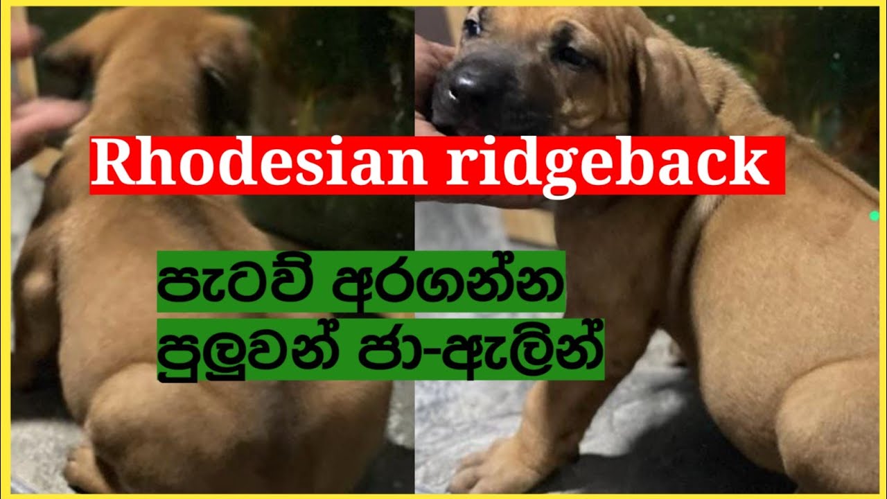 Rhodesian Ridgeback Dog Price In Sri Lanka 81 2024 Sinhala Dog rhodesian-ridgeback-dog-price-in-sri-lanka-81-2024-sinhala-dog