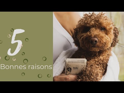Vidéo: Shampooing écologique pour chiens