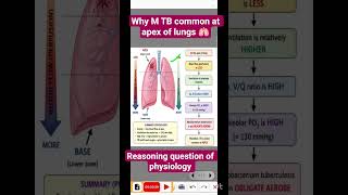 why M TB common at apex of lungs 🫁.. reasoning question of physiology..