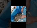 গলদা চিংড়ি #viral #village fish#