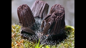 Slime mold time lapse. Stemonitis species