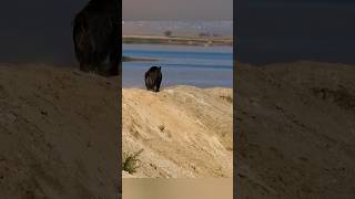 Спокойное движение кабана, нежная походка #дикаяприрода #кабан