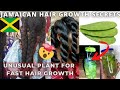 IT'S BEEN SAID THAT THIS PLANT GROWS HAIR SUPER FAST 😱 | Jamaican Hair Growth Secret - Tuna Plant