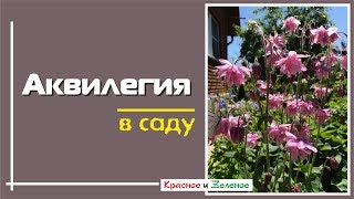 Аквилегия в саду. Как растет и с чем сочетается.