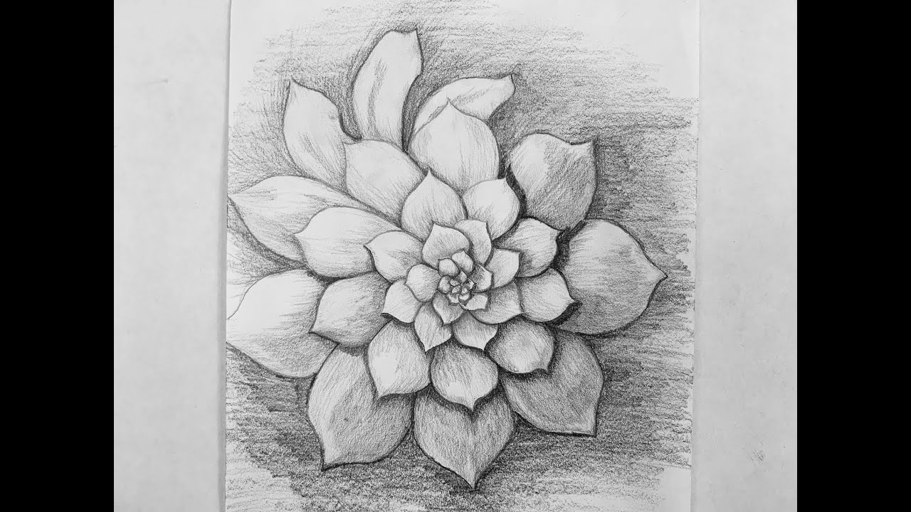 Yvette Brown art: Fibonacci secret to drawing succulents