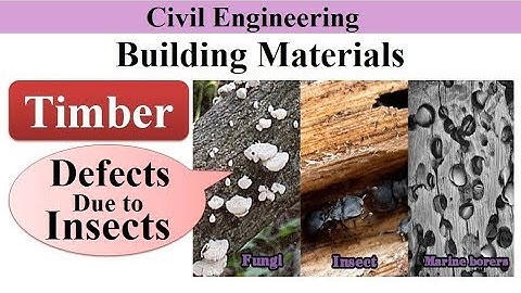 Defects in Timber Due to Insects | Timber | Building Materials
