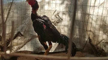 Qaib ej xav muag nyob South carolina