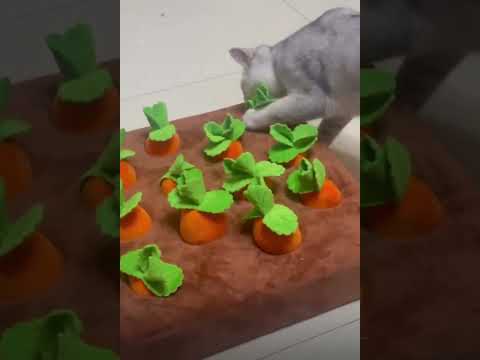 LOL, So Cute Funny Cats Shorts Crazy Cats Compilation Videos 😺😁😂 -EPS568