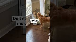 My dog saw himself in the mirror for the first time! #dog #goldenretriever