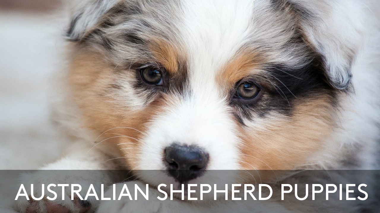 australian shepherd dog puppies