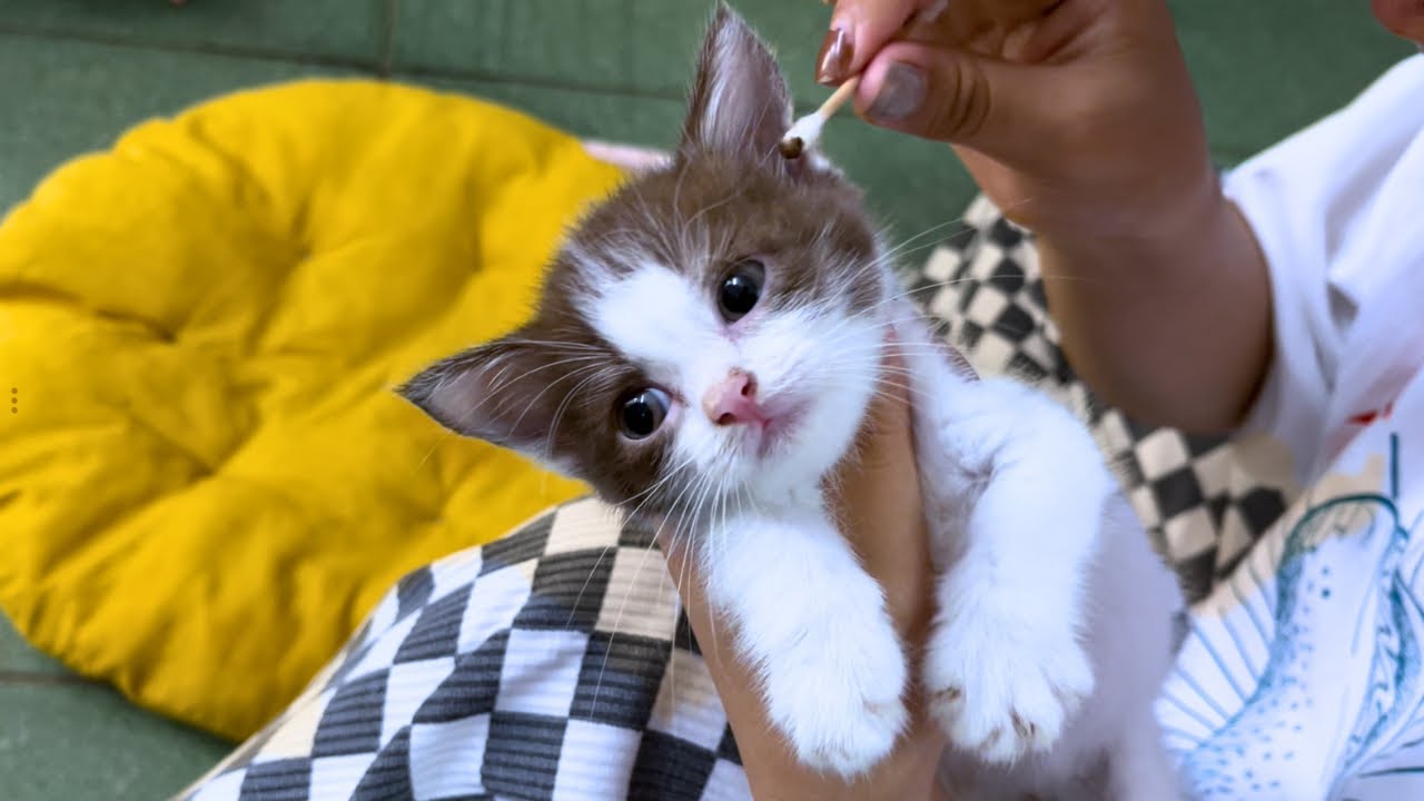 生後約3週間の子猫2匹が初めて固形物を食べます。保護猫2匹の10日目の日記。