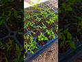 How to Grow Two Types of Chili Peppers 🌶️ | #Shorts #ChiliPlants #GardeningTips #GrowYourOwnFood