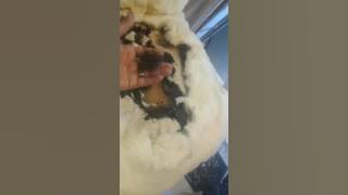 200 year old chair filled with slave hair