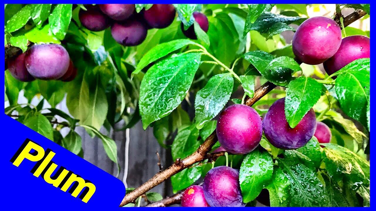 Burgundy Plum Tree Fruiting - Seaweed & Fish Fertilizer (Ultra