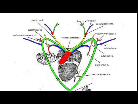 Arterial System of Frog/Toad