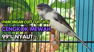 KENARI GACOR Cuit CUIT BIRAHI SUARA Kenari MASTERAN TERBAIK UNTUK PANCINGAN & MASTERAN Kenari PAUD