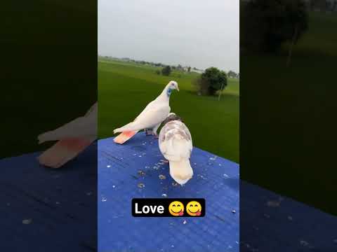#pigeon #kbootar #shortvideo