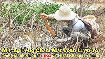 Câu lươn mương_Trúng mánh nữa rồi 1.1KG Toàn lươn to_Câu Không Hết lươn_tập1007//Giant eel fishing