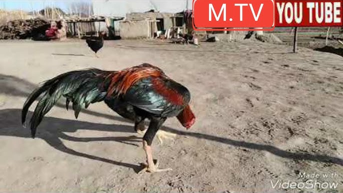 Komediya ayolining yalangoch surati