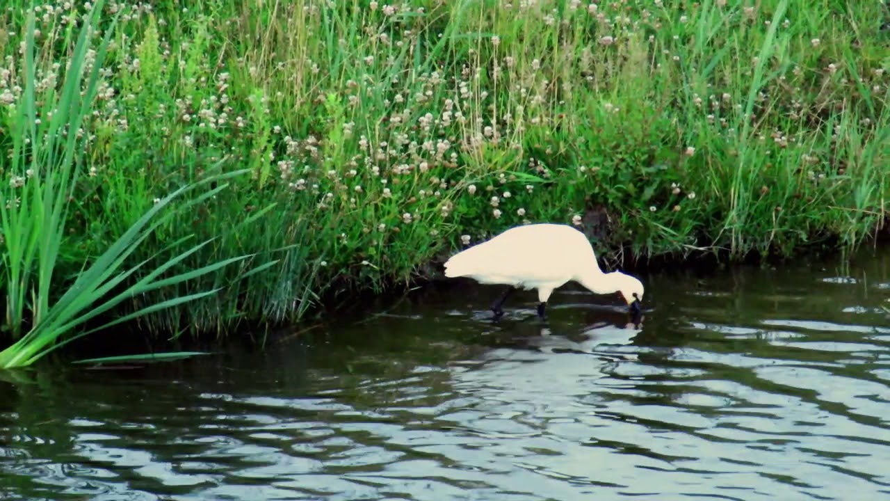 Spoon bill searching for food in a Dutch canal
